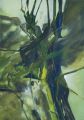 Urwald 4